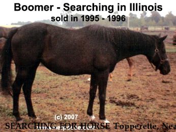 SEARCHING FOR HORSE Topperette, Near Marrington, IL, 00000